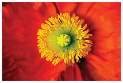 Poppy by Harold Davis Pricing Limited Edition Print image