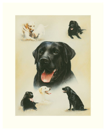 Labrador by Libero Patrignani Pricing Limited Edition Print image