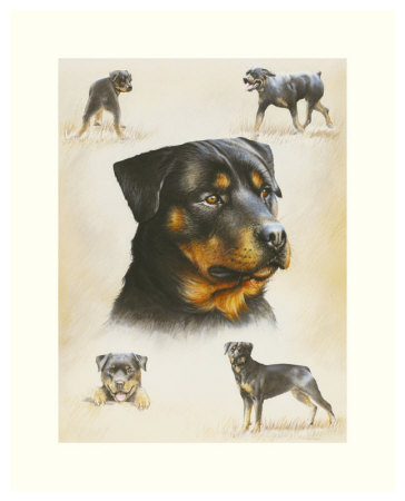 Rottweiler by Libero Patrignani Pricing Limited Edition Print image