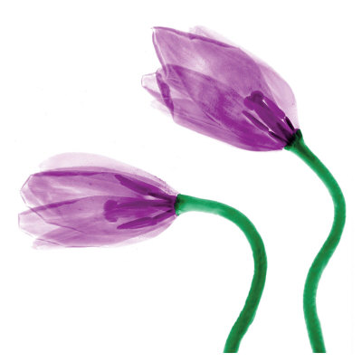 Delicate Purple Tulips by Richard Sutton Pricing Limited Edition Print image