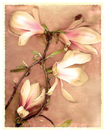 Magnolia And Cream Ii by Richard Sutton Pricing Limited Edition Print image