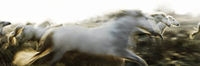 The White Horses Of The Camargue Running In A Field In Arles, France by Scott Stulberg Pricing Limited Edition Print image