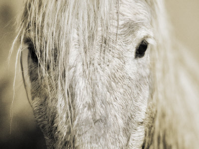 Close Up Of A White Camargue Horse In Arles, France by Scott Stulberg Pricing Limited Edition Print image
