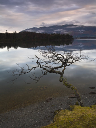 Lone Tree Stretching Over Derwent Water, Lake District National Park, Cumbria, England, Uk by Adam Burton Pricing Limited Edition Print image