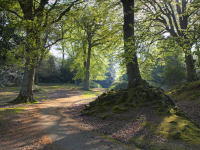 Pathway Through The Woods, New Forest, Hampshire, England, United Kingdom, Europe by Adam Burton Pricing Limited Edition Print image