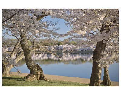 Cherry Blossoms At Tidal Basin by Cory Brodzinski Pricing Limited Edition Print image