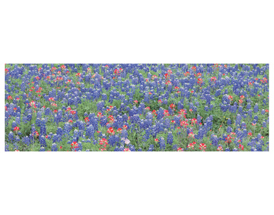 Bluebonnets 3 by Danny Burk Pricing Limited Edition Print image