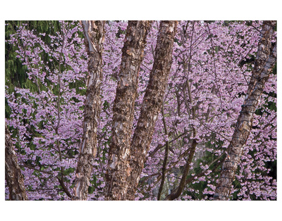 Brookside Gardens 2 by Cory Brodzinski Pricing Limited Edition Print image