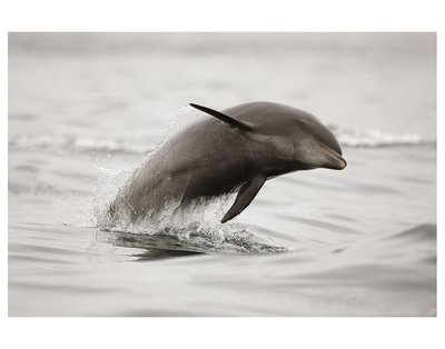 Curious Dolphin 2 by Steve Munch Pricing Limited Edition Print image