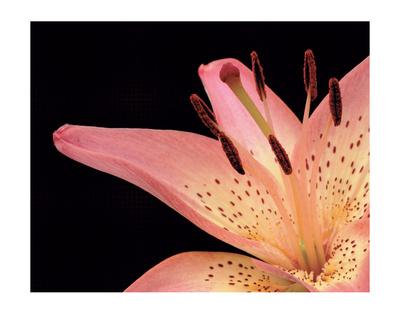 Lily Pink 2 by Danny Burk Pricing Limited Edition Print image