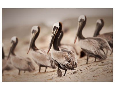 Pelican Point by Steve Munch Pricing Limited Edition Print image