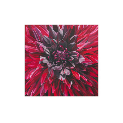 Fabulous Black Wizard Dahlia by Sarah Caswell Pricing Limited Edition Print image
