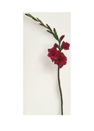 Red Gladioli by Kirsty Lorenz Pricing Limited Edition Print image
