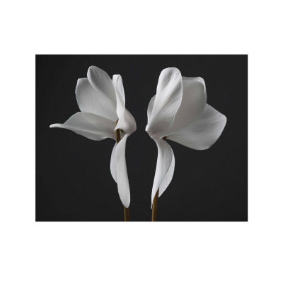 Cyclamen by Ian Winstanley Pricing Limited Edition Print image