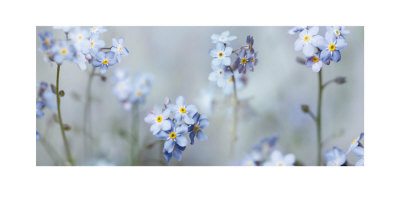 Forget-Me-Nots by Ian Winstanley Pricing Limited Edition Print image