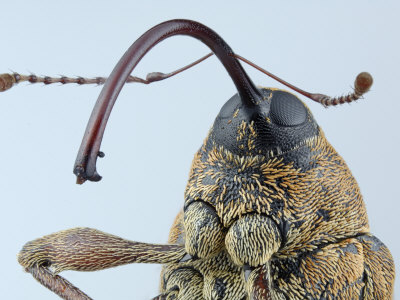 Head Of A Female Acorn Weevil (Curculio Glandium) by Wim Van Egmond Pricing Limited Edition Print image