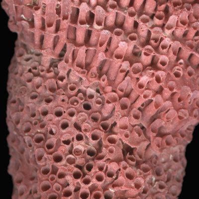 Close-Up Of Organ Pipe Coral Calcium Carbonate Skeleton, An Octocoral by Josie Iselin Pricing Limited Edition Print image