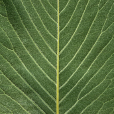 Close-Up Of The Underside Of A Magnolia Leaf Showing Venation by Jose Iselin Pricing Limited Edition Print image