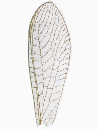 Lacewing Wing by Wim Van Egmond Pricing Limited Edition Print image