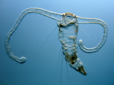 Magelona Papillicornis Polychaete Worm Larva by Wim Van Egmond Pricing Limited Edition Print image