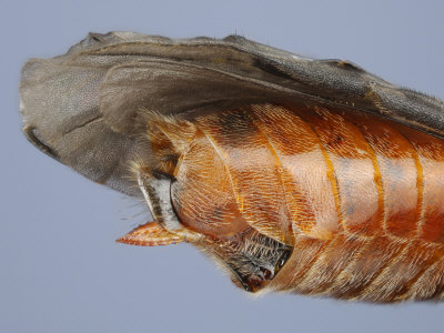 Ovipositor Of A Sawfly. Female Sawflies Use The Ovipositor To Cut Into Plants To Lay Their Eggs by Wim Van Egmond Pricing Limited Edition Print image