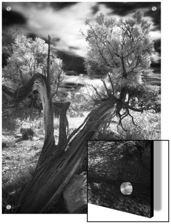 Bent Tree In The Desert, Joshua Tree National Park, California by A.D. Pricing Limited Edition Print image