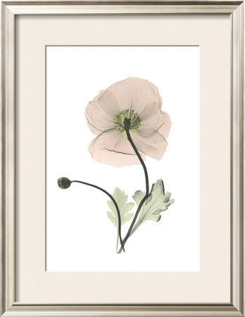 Iceland Poppy by Albert Koetsier Pricing Limited Edition Print image