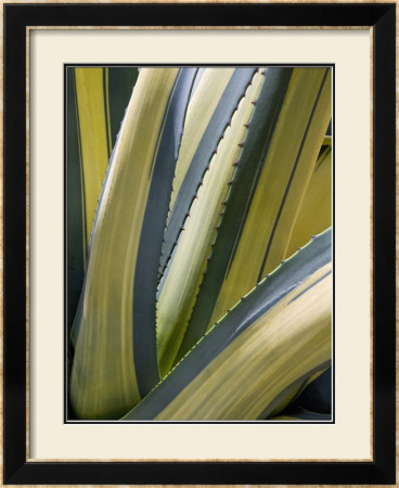 Variegated Agave Ii by Rachel Perry Pricing Limited Edition Print image