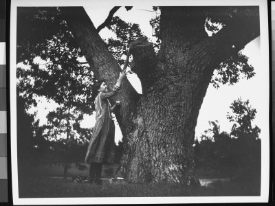 Teenager Miss Brown Holding Up A Long Cob Of Maize So That A Squirrel In A Tree Can Eat It by Wallace G. Levison Pricing Limited Edition Print image