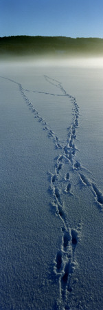 Tracks On Snow, Varmland, Sweden by Mikael Andersson Pricing Limited Edition Print image