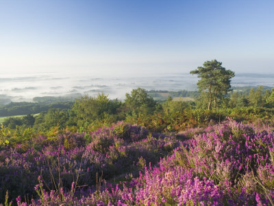 Heather On Misty Summer Morning, View From Leith Hill, North Downs, Surrey Hills, Surrey, England by Miller John Pricing Limited Edition Print image