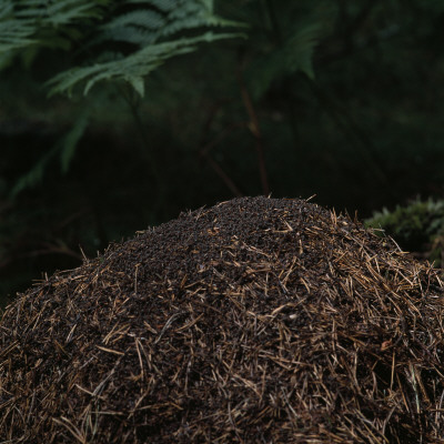 Close-Up Of A Mound Of Twigs by Inge Ekstrom Pricing Limited Edition Print image