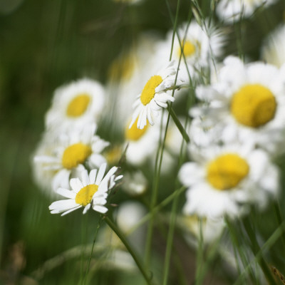 Close Up Of Oxeye Daisies by Lars Dahlstrom Pricing Limited Edition Print image