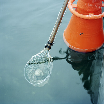 Oyster Picking, Sweden by Maria Olsson Pricing Limited Edition Print image