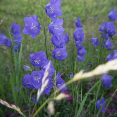 Bellflowers by Mikael Andersson Pricing Limited Edition Print image