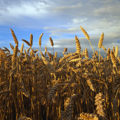 Ripe Wheat by Ove Eriksson Pricing Limited Edition Print image