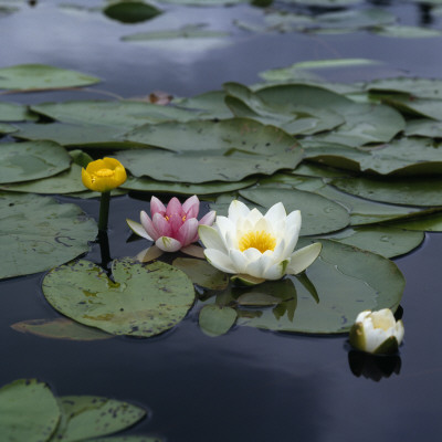 Water Lilies And Other Flowers by Sture Traneving Pricing Limited Edition Print image