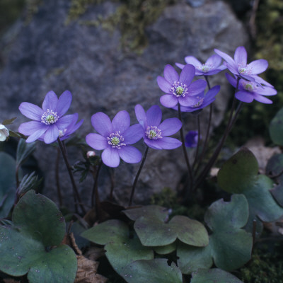 Hepaticas Growing By A Rock by Sture Traneving Pricing Limited Edition Print image