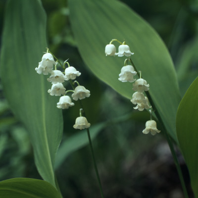 White, Small Lilies by Sture Traneving Pricing Limited Edition Print image