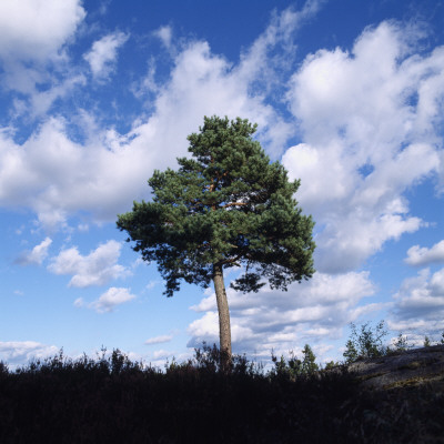 Low Angle View Of A Tree by Pelle Stackman Pricing Limited Edition Print image