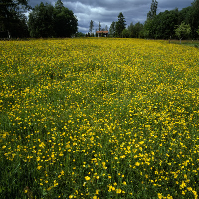 Oilseed Rape Flowers In A Field by Per-Erik Adamsson Pricing Limited Edition Print image