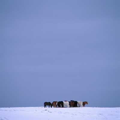 A Group Of Horses Standing In The Snow, Iceland by Throstur Thordarson Pricing Limited Edition Print image