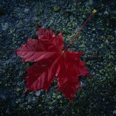 A Red, Autumn Leaf by Ove Eriksson Pricing Limited Edition Print image