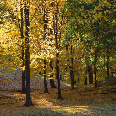 Trees In A Forest, Skane, Sweden by Jorgen Larsson Pricing Limited Edition Print image