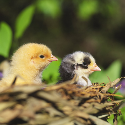 Close-Up Of Two Chicks by Jorgen Larsson Pricing Limited Edition Print image