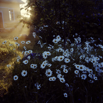 Chamomiles In A Garden by Mikael Andersson Pricing Limited Edition Print image
