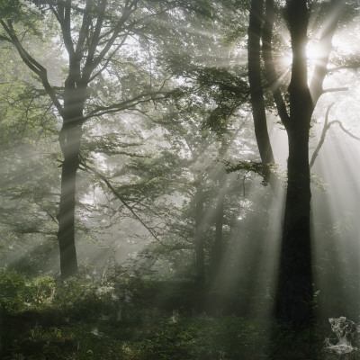 Sunbeams Passing Through Trees In A Forest, Sweden by Mikael Andersson Pricing Limited Edition Print image