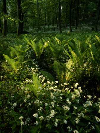 Wild Plants In A Forest, Sweden by Anders Ekholm Pricing Limited Edition Print image
