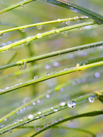 Close-Up Of Dew Drops On Grass by Anders Ekholm Pricing Limited Edition Print image
