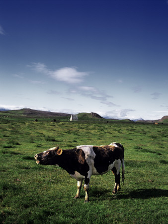 Cow Standing In A Field, Baula, Iceland by Atli Mar Pricing Limited Edition Print image
